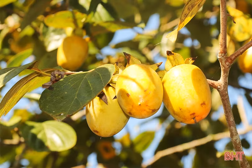 Mùa hồng thêm vui của bà con Vũ Quang