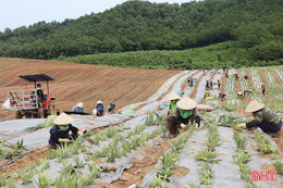 Cẩm Xuyên liên kết doanh nghiệp sản xuất vùng nguyên liệu dứa