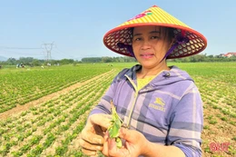 Lạc, ngô xuân ở Cẩm Xuyên nhiễm sâu bệnh nguy hiểm