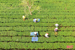 Chè Hà Tĩnh "ách tắc" đường xuất khẩu vì ảnh hưởng chiến sự ở Iran