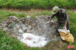 Cần sớm bố trí quỹ đất phục vụ tiêu hủy gia súc mắc bệnh