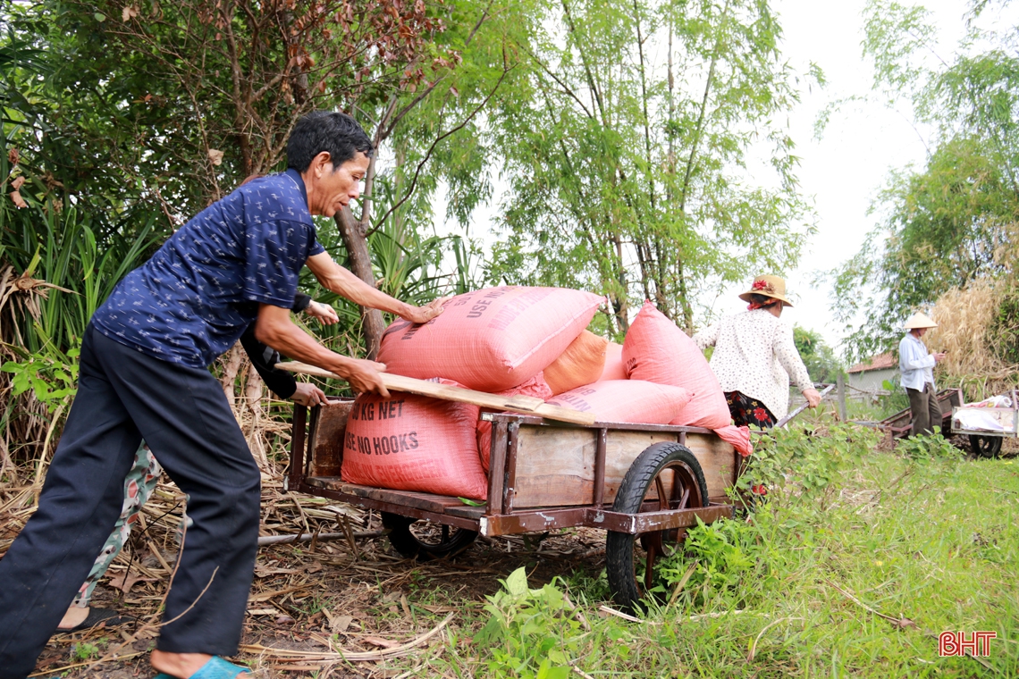 “Mùa vàng” hồi sinh trên cánh đồng bỏ hoang hơn 20 năm ở thị xã Kỳ Anh