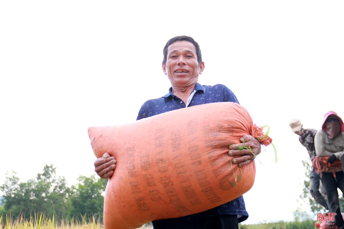 “Mùa vàng” hồi sinh trên cánh đồng bỏ hoang hơn 20 năm ở thị xã Kỳ Anh