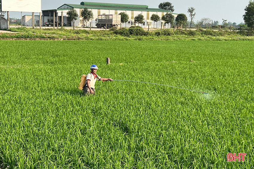 Lúa xuân ở Hà Tĩnh hiện đang bước vào thời kỳ đẻ nhánh và cũng là giai đoạn cao điểm gây hại của bệnh đạo ôn lá. Trước tình hình đó, người dân đã tập trung phòng trừ bằng các loại thuốc bảo vệ thực vật. Tuy nhiên, đi cùng với đó là tình trạng vỏ thuốc bị vứt bừa bãi trên ruộng đồng.