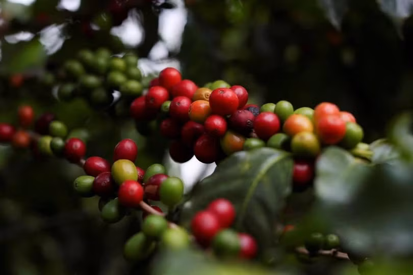 Giá cà phê trong nước liên tục tăng, hiện đã vượt 95.000 đồng/kg. Ảnh: Reuters.