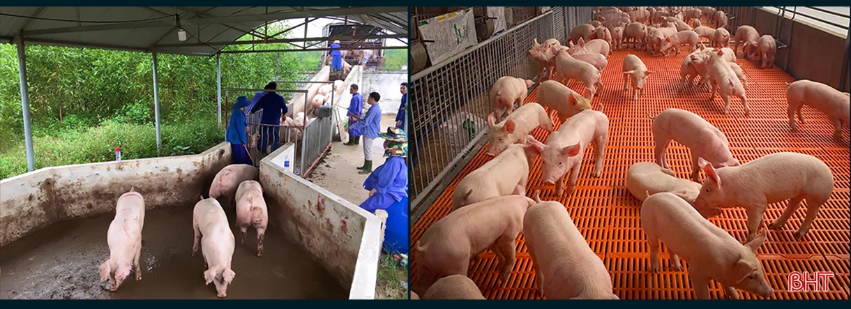 Dịch bệnh trên gia súc và “lá chắn” trong chăn nuôi (bài 3): “Chìa khóa” kiểm soát dịch, phát triển chăn nuôi
