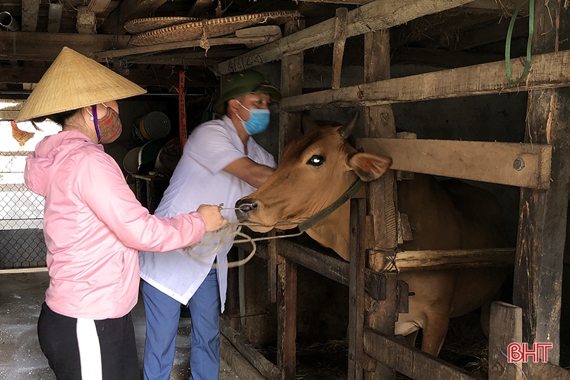 Dịch bệnh trên gia súc và “lá chắn” trong chăn nuôi (bài 3): “Chìa khóa” kiểm soát dịch, phát triển chăn nuôi