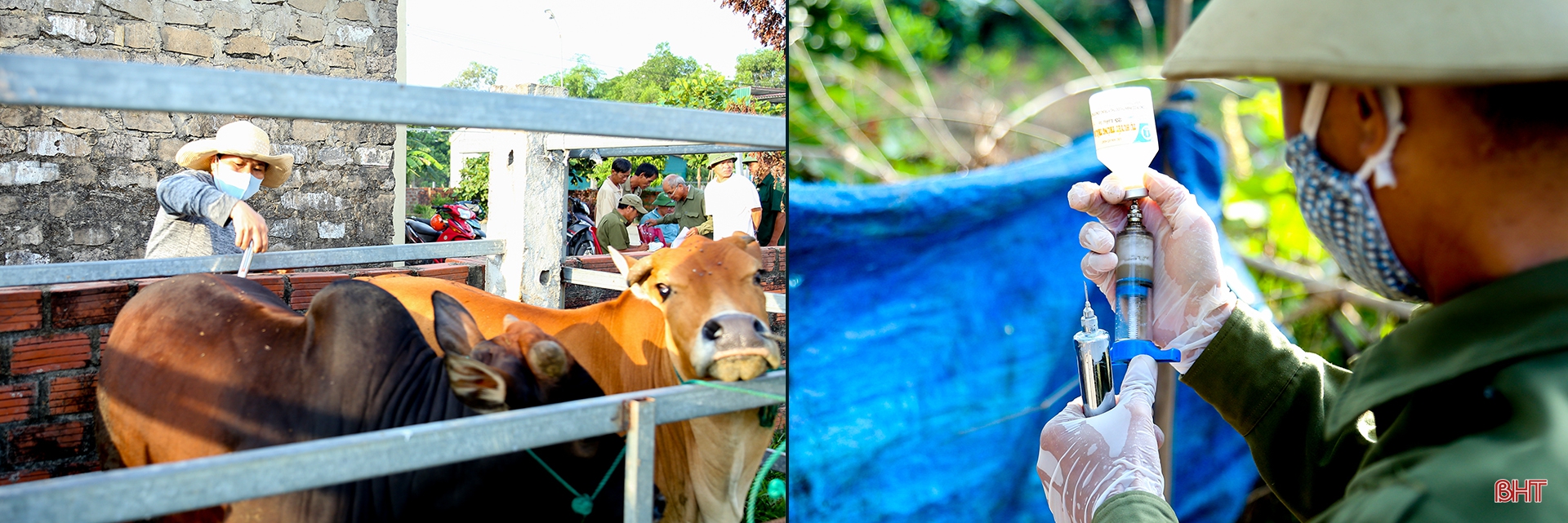 Dịch bệnh trên gia súc và “lá chắn” trong chăn nuôi (bài 3): “Chìa khóa” kiểm soát dịch, phát triển chăn nuôi