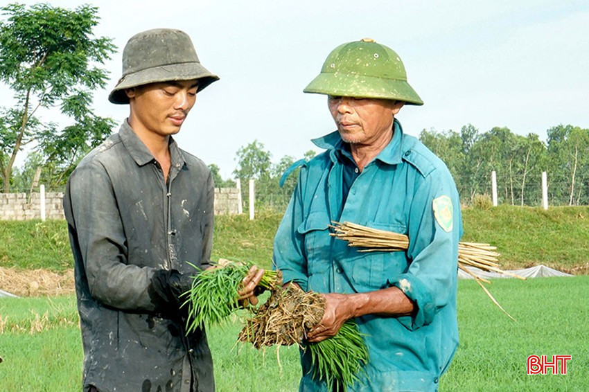 2 cha con ông Nguyễn Đức Tuấn trên ruộng lúa được "khai hoang phục hoá" (ảnh chụp năm 2020). bqbht_br_127d6162144t1885l1-15.jpg
