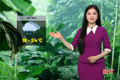 Dự báo thời tiết Hà Tĩnh ngày 25/10: Nhiều nơi có mưa, nhiệt độ thấp nhất 19 độ C
