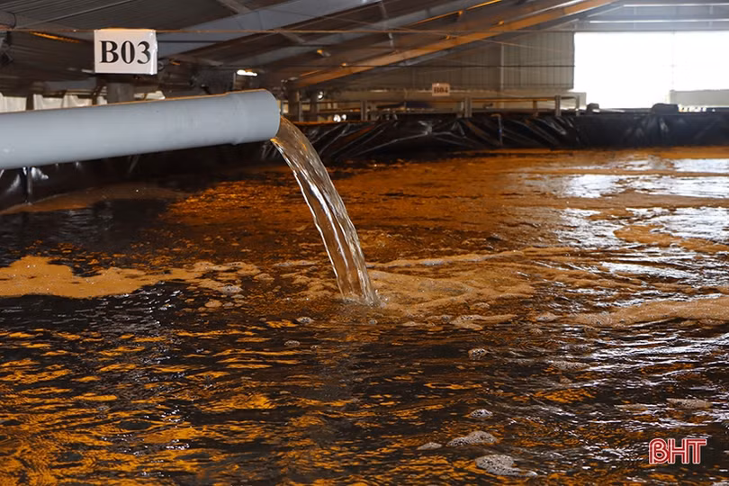 “Mục sở thị” mô hình nuôi tôm bằng công nghệ lọc tuần hoàn ở Hà Tĩnh