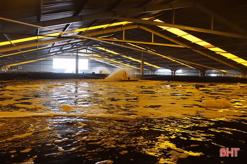 “Mục sở thị” mô hình nuôi tôm bằng công nghệ lọc tuần hoàn ở Hà Tĩnh