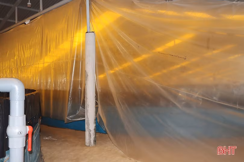 “Mục sở thị” mô hình nuôi tôm bằng công nghệ lọc tuần hoàn ở Hà Tĩnh