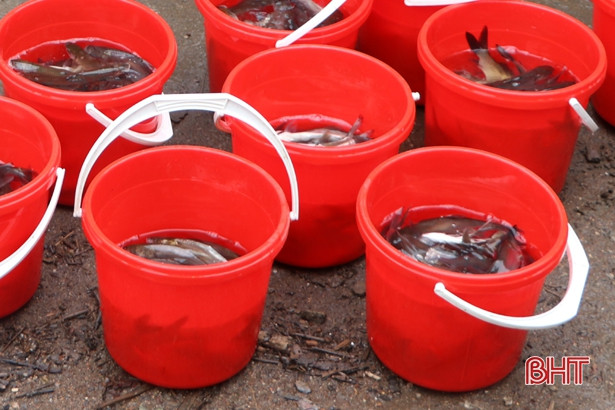 Thả hơn 1,7 tấn cá giống xuống hồ Ngàn Trươi