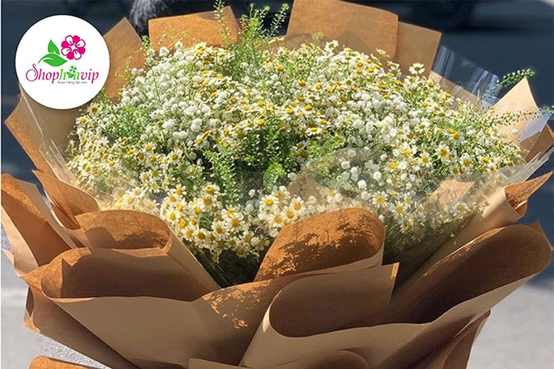 Mai anh đào nở rộ ở miền Bắc Thái Lan