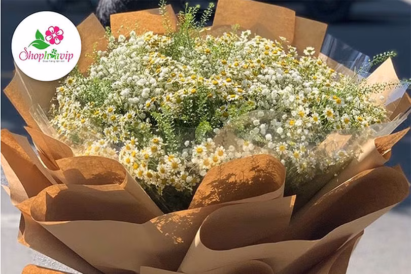 Mai anh đào nở rộ ở miền Bắc Thái Lan