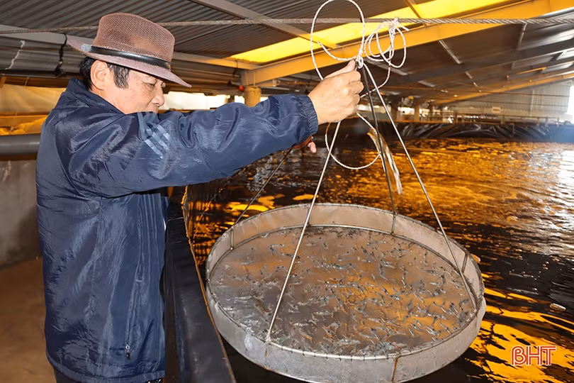 “Mục sở thị” mô hình nuôi tôm bằng công nghệ lọc tuần hoàn ở Hà Tĩnh