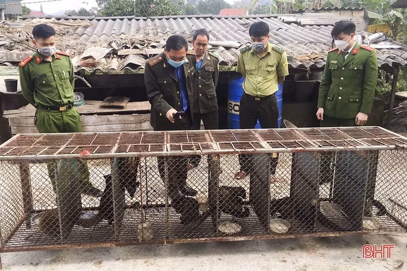 Phát hiện cơ sở nuôi nhốt trái phép động vật hoang dã tại huyện Vũ Quang