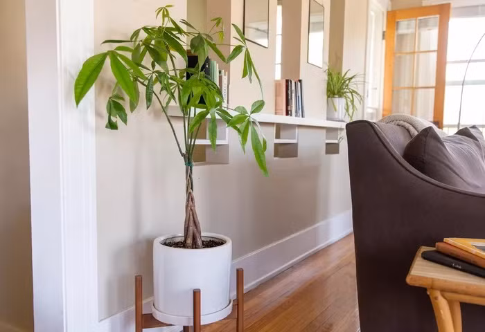 ‘Tất tần tật’ những điều ai cũng phải biết về cây kim tiền trong phong thủy