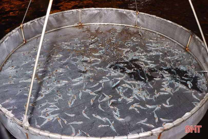 “Mục sở thị” mô hình nuôi tôm bằng công nghệ lọc tuần hoàn ở Hà Tĩnh