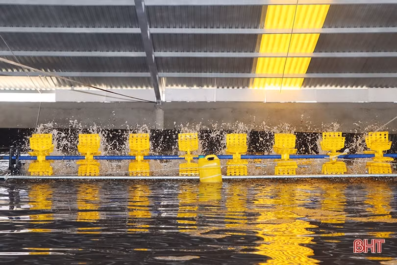 “Mục sở thị” mô hình nuôi tôm bằng công nghệ lọc tuần hoàn ở Hà Tĩnh