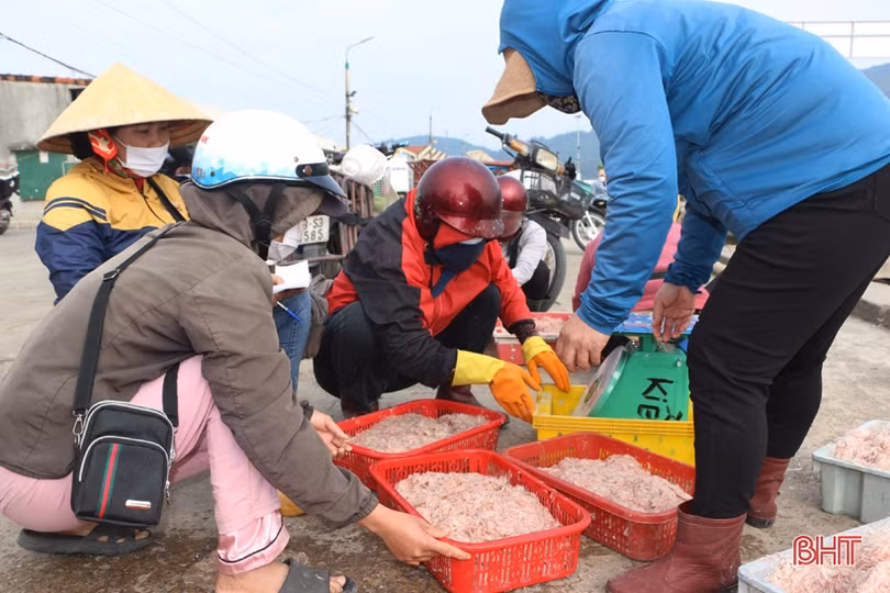 Vượt khó vươn khơi, ngư dân Hà Tĩnh chờ “tết ấm”
