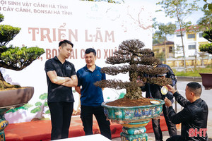 Cây cảnh bonsai - thú chơi cũng lắm công phu