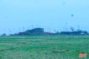 Loài chim quý hiếm trong Sách Đỏ Việt Nam bất ngờ xuất hiện tại Hà Tĩnh