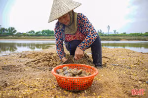 Về Cẩm Lạc xem người dân thu hoạch “lộc sông”