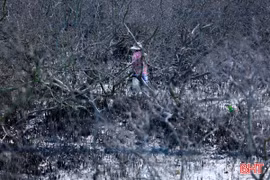 Xác định nguyên nhân ban đầu rừng ngập mặn ở Hải Ninh bị chết khô