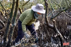 Sớm tìm nguyên nhân nhiều diện tích rừng ngập mặn ở Hải Ninh bị chết khô