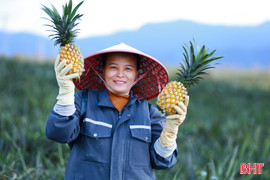 Rộn ràng mùa dứa thơm...