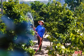 Nông dân tìm cách "giải nhiệt" cho cây mai vàng Kỳ Nam