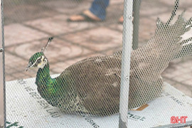 Bàn giao cá thể chim công lục quý hiếm cho Vườn Quốc gia Vũ Quang