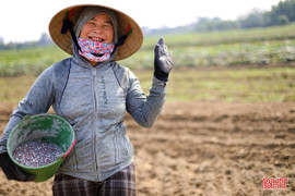 Nông dân phấn khởi xuống giống rau vụ xuân