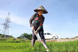 Xuống giống lần 2, nông dân TX Kỳ Anh chăm sóc kỹ lúa hè thu
