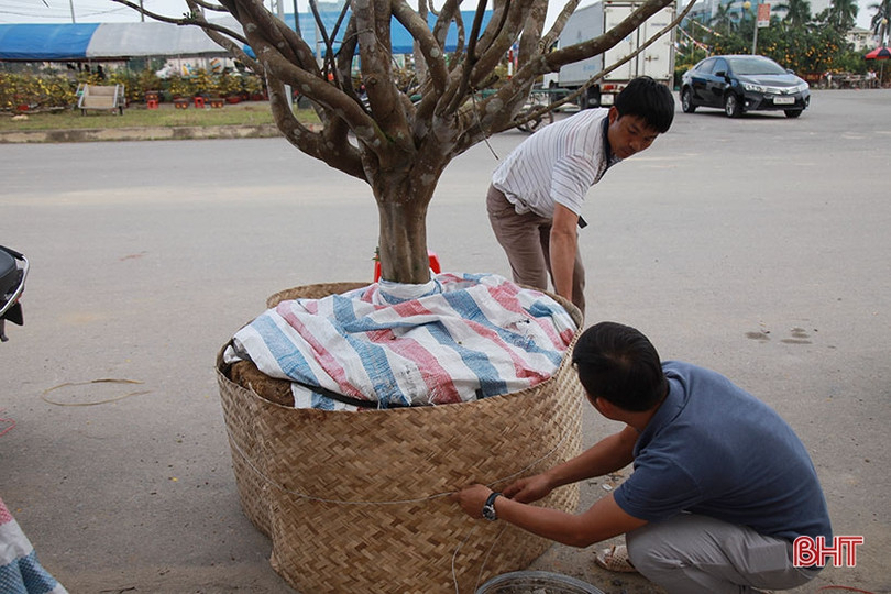 Ngắm cây mai rừng “khủng” 40 năm tuổi ở Hà Tĩnh được hét giá 100 triệu đồng