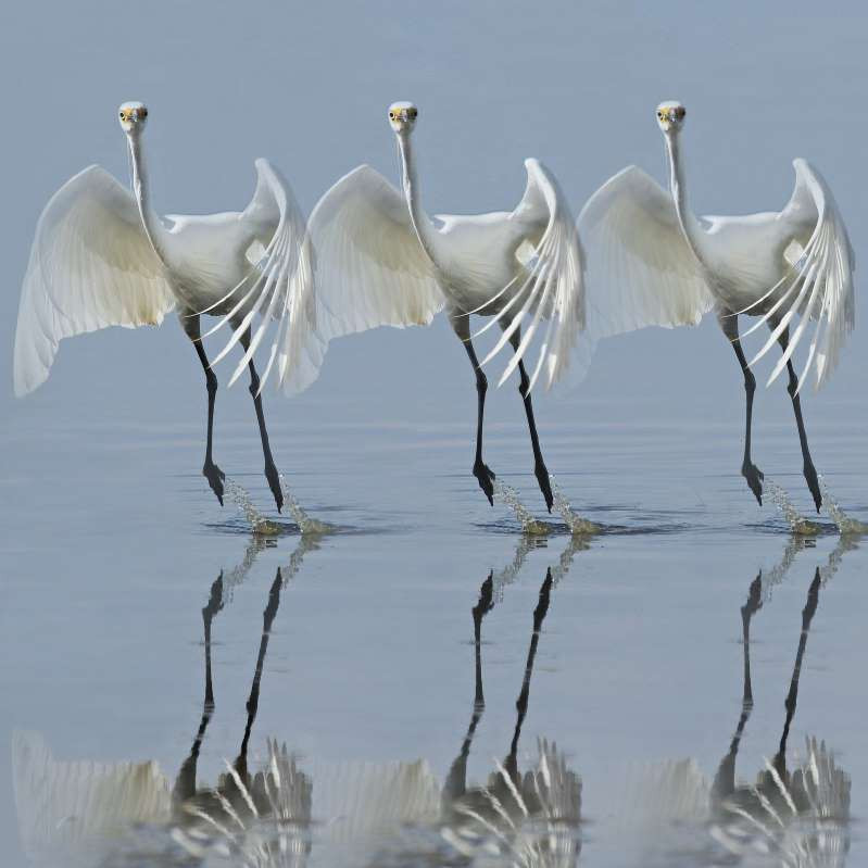 Những “vũ công” tuyệt đỉnh của thế giới động vật