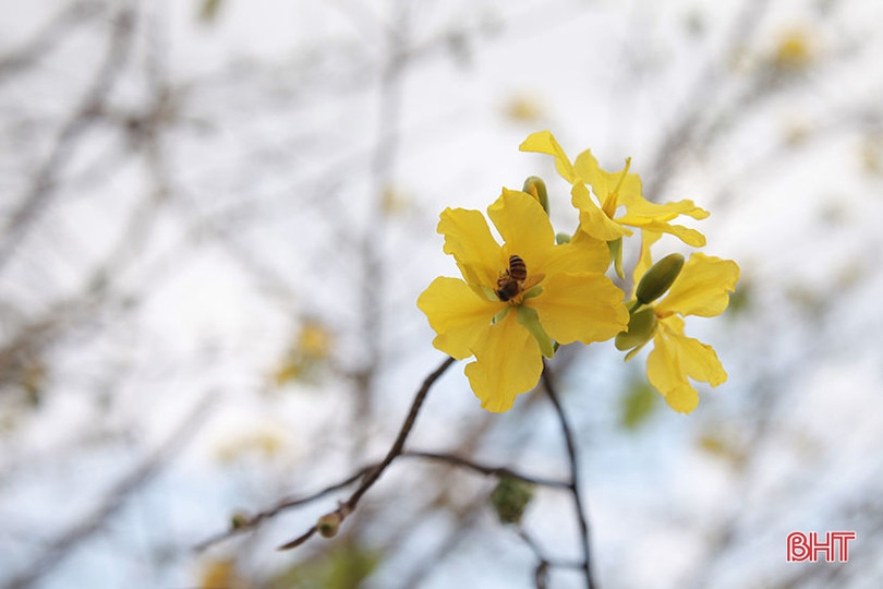 Ngắm cây mai rừng “khủng” 40 năm tuổi ở Hà Tĩnh được hét giá 100 triệu đồng