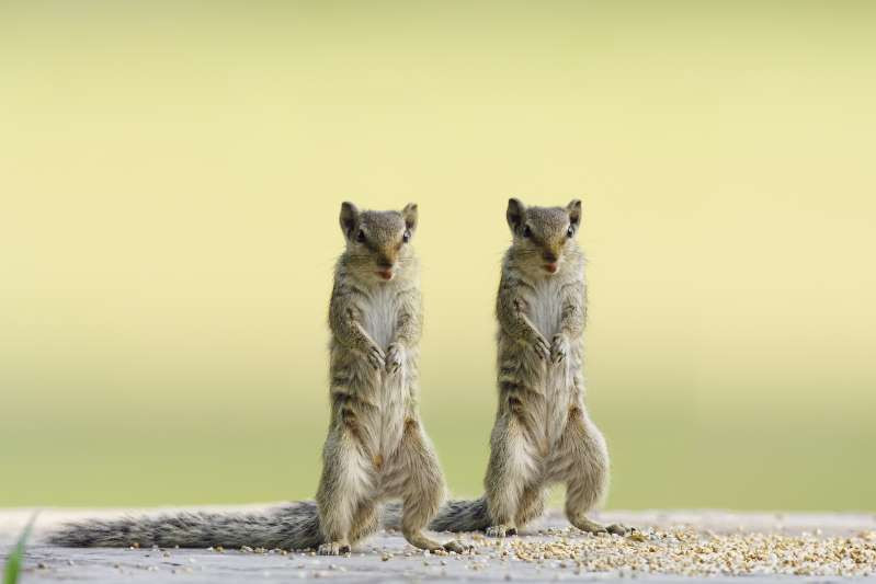 Những “vũ công” tuyệt đỉnh của thế giới động vật