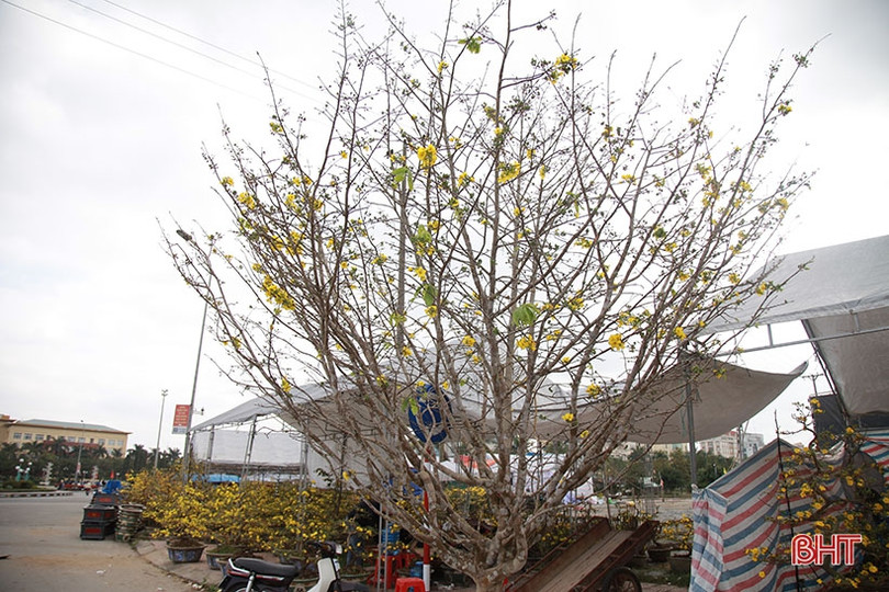 Ngắm cây mai rừng “khủng” 40 năm tuổi ở Hà Tĩnh được hét giá 100 triệu đồng