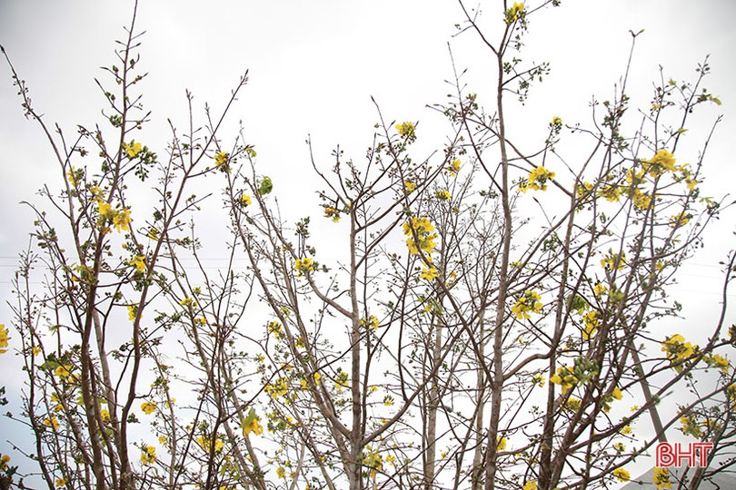 Ngắm cây mai rừng “khủng” 40 năm tuổi ở Hà Tĩnh được hét giá 100 triệu đồng