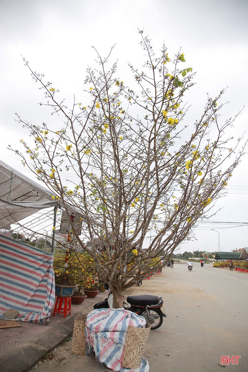 Ngắm cây mai rừng “khủng” 40 năm tuổi ở Hà Tĩnh được hét giá 100 triệu đồng