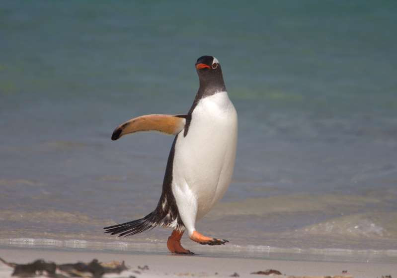 Những “vũ công” tuyệt đỉnh của thế giới động vật