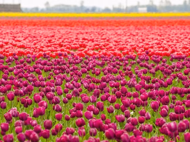 Những cánh đồng hoa xuân đẹp mê mẩn trên khắp thế giới