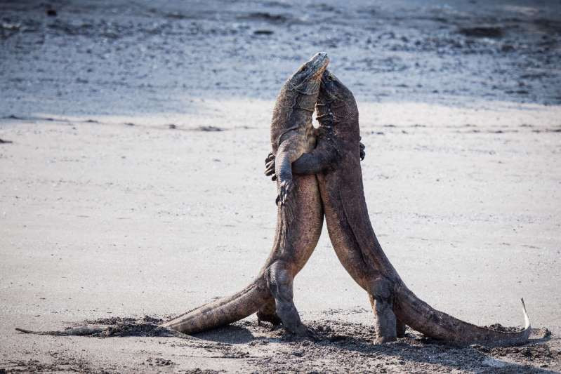 Những “vũ công” tuyệt đỉnh của thế giới động vật