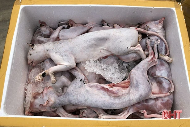 Bắt giữ xe giường nằm chở 6 tạ thịt mèo bốc mùi hôi thối