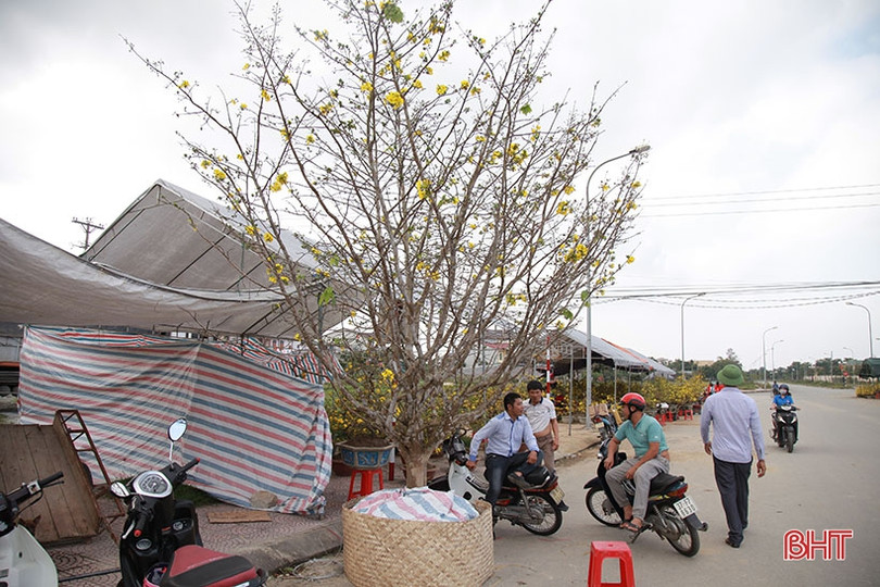 Ngắm cây mai rừng “khủng” 40 năm tuổi ở Hà Tĩnh được hét giá 100 triệu đồng