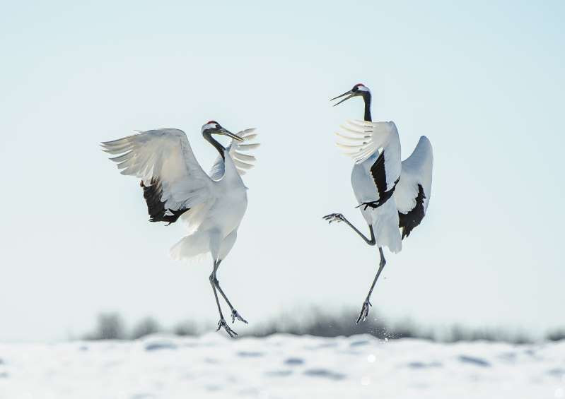 Những “vũ công” tuyệt đỉnh của thế giới động vật