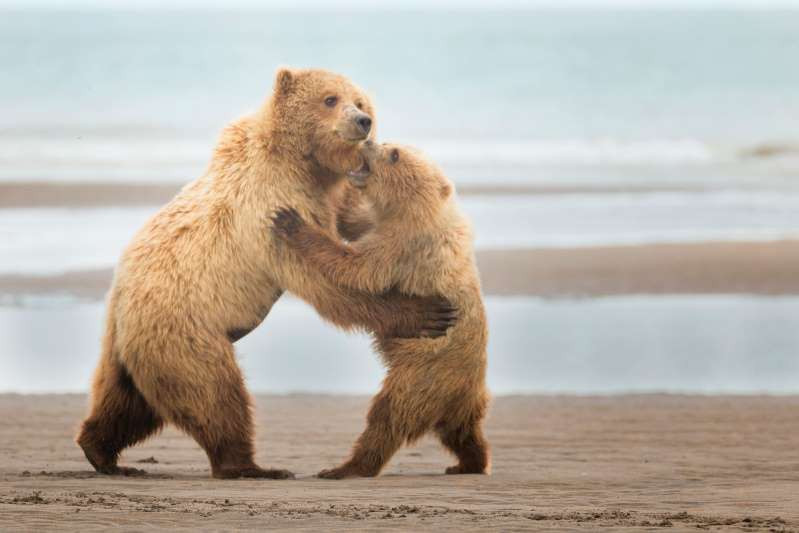 Những “vũ công” tuyệt đỉnh của thế giới động vật